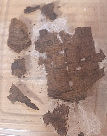 Primer plano de varios fragmentos de papiro marrón oscuro con texto antiguo y algunas fibras blanquecinas, dispuestos sobre una superficie clara