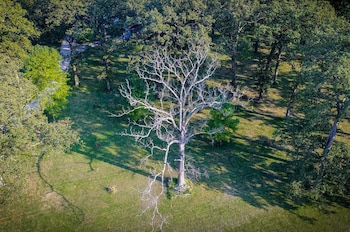 La crisis fitosanitaria evidencia el