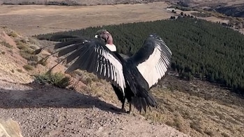 Cóndor andino con alas abiertas en un saliente rocoso. Plumaje negro con blanco en las alas, cabeza rojiza. Fondo de valle con bosque y terreno árido