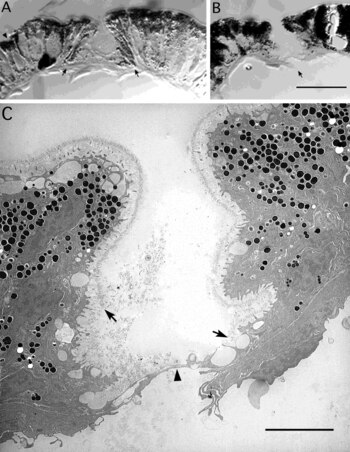 Una investigación a cargo de