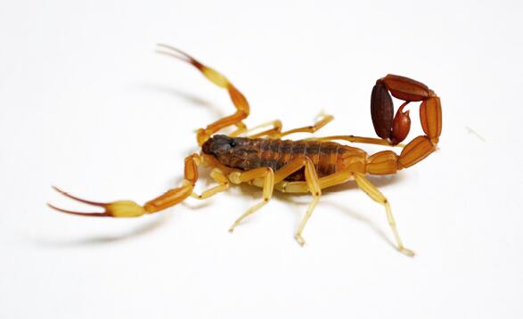 En Argentina si bien existen numerosas especies de escorpiones, hasta la fecha solamente se asoció a accidentes graves y muertes en el humano a la especie Tityus trivittatus (Familia Buthiidae).