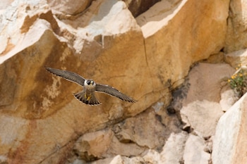 Primer plano de un halcón Shaheen con plumaje gris y blanco, alas extendidas en vuelo, contra un fondo de roca ocre con texturas y un poco de vegetación