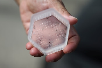 Los mosquitos pueden transmitir varias