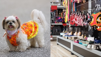 Las prendas básicas para mascotas