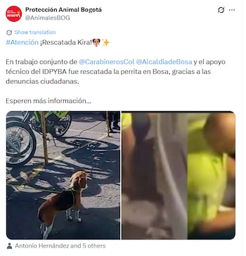 El Instituto de Protección Animal atendió los llamados de la comunidad e intervino para recuperar el animal - crédito @AnimalesBOG / X