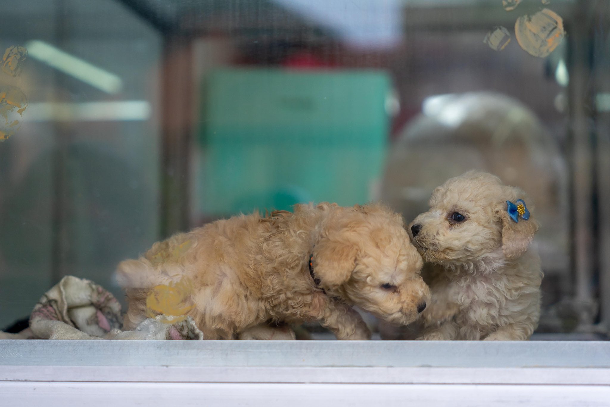 Los comercios dedicados a la reproducción de mascotas deberán cambiar de actividad económica o cerrar en tres años. (Alcaldía de Chapinero)