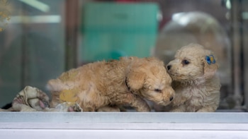 En Colombia estaría prohibido criar y vender animales de compañía: esto dice el proyecto que se debate en el Congreso