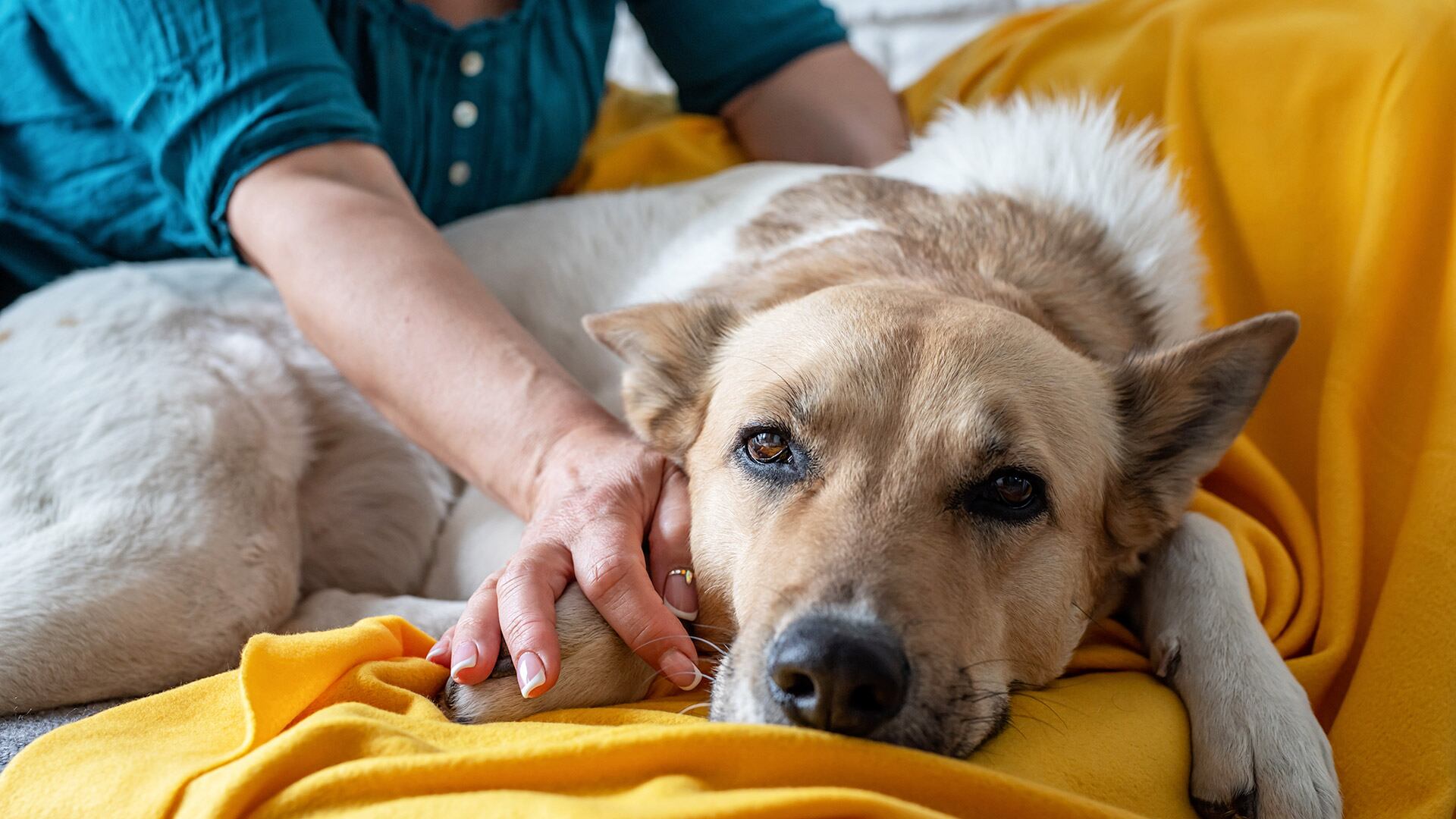Controlar la temperatura de los perros resulta clave para prevenir problemas de salud derivados del calor, como el golpe de calor (Freepik)