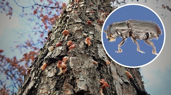 Tronco de árbol con brotes de resina en la corteza y un círculo a la derecha que muestra un pequeño insecto oscuro sobre fondo azul.
