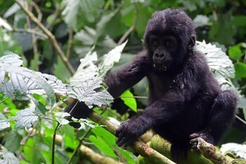 Una cría de gorila en