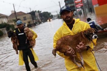 Voluntarios transportan perros que han