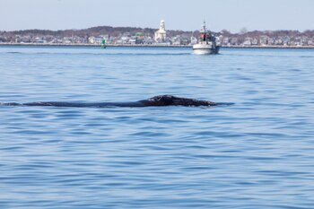 De acuerdo con la UICN