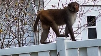 Alerta en Florida: monos recorren