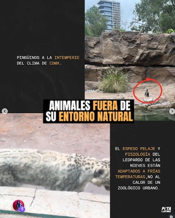 A finales de julio, la organización reportó que las condiciones de macacos y antílopes en el emblemático zoológico también son motivo de denuncia.