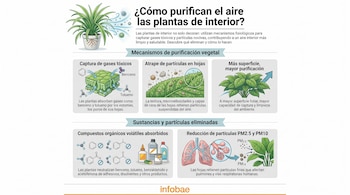 Infografía sobre plantas de interior purificando el aire. Muestra mecanismos de captura de gases tóxicos y partículas, con diagramas de hojas y pulmones.
