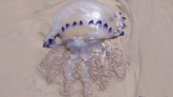 Cómo cuidarse de las aguavivas