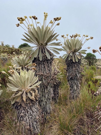 Parques como Tayrona, Los Nevados,