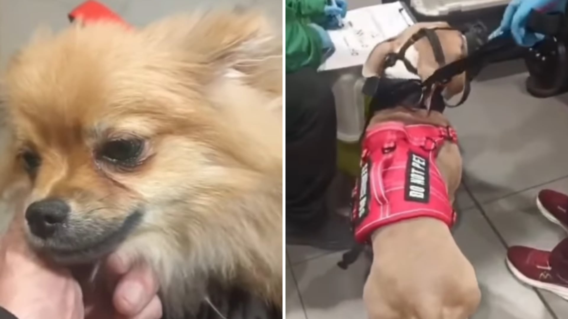 El director del Instituto Distrital de Protección y Bienestar Animal de Bogotá, Antonio Hernández, pidió retirar las visas estadounidenses de una pareja colombiana que el 30 de septiembre de 2026 abandonó a sus dos perros en el Aeropuerto Internacional El Dorado - crédito Captura de pantalla