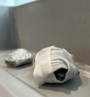 Las tortugas estaban envueltas en