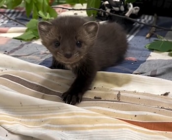 El equipo veterinario del Wildlife Haven Rehabilitation Centre determinó que la cría estaba sana pero necesitaba ayuda por su corta edad. (@wildlifehaven_mb)