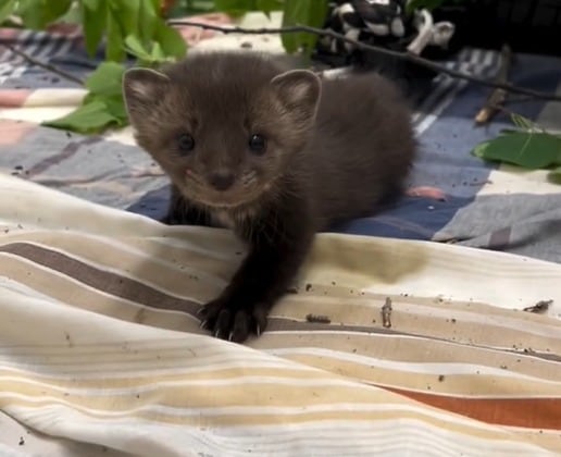 El equipo veterinario del Wildlife Haven Rehabilitation Centre determinó que la cría estaba sana pero necesitaba ayuda por su corta edad. (@wildlifehaven_mb)