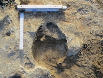 Posible huella de ciervo encontrada