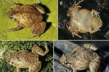 Siete nuevas especies de ranas revelan la biodiversidad oculta de Madagascar