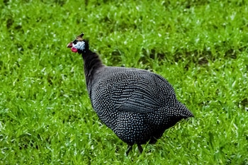 ¿Por qué el faisán y