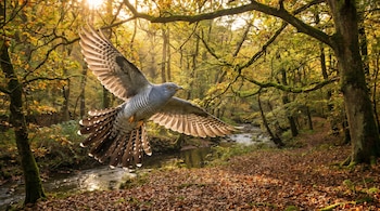 Un cuco gris y blanco con alas extendidas vuela sobre un río en un bosque otoñal. Luz solar dorada ilumina los árboles y las hojas caídas.