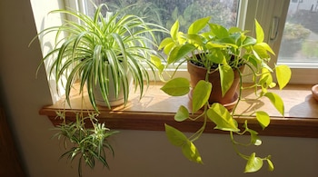 Una planta Chlorophytum comosum en maceta blanca y una Epipremnum aureum en maceta de terracota sobre el alféizar de una ventana con mosquitero y luz solar.