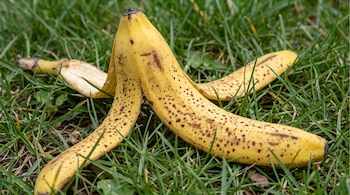 Cáscara de plátano amarilla con manchas marrones sobre césped verde.