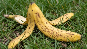 ¿Para qué sirve enterrar una cáscara de plátano junto a tus plantas? Esto dicen los estudios
