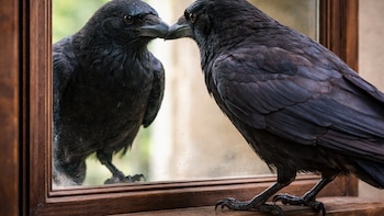 Cuáles son los animales más