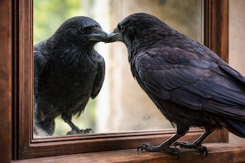 Experimentos con la prueba del