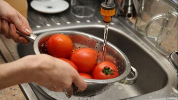 El tomate, vulnerable a plagas,