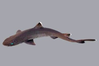 La comunidad científica no se