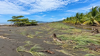 Los caminos que antes utilizaban los productores de Isla Cañas para llegar a sus cultivos quedaron afectados tras el terremoto, mientras terrenos dedicados a la siembra de arroz, maíz, sandía y melón aparecen ahora cubiertos de arena, según el testimonio difundido en redes sociales. (Captura de video: @enazuero)