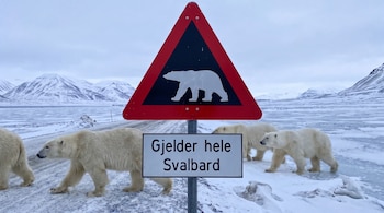 Señal triangular de oso polar con texto "Gjelder hele Svalbard". Tres osos polares adultos caminan sobre nieve y hielo. Montañas cubiertas de nieve al fondo.