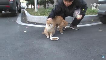 Vecinos del lugar intentan darle