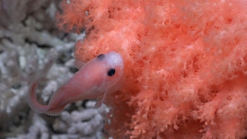 Misterios del Mar Argentino: las