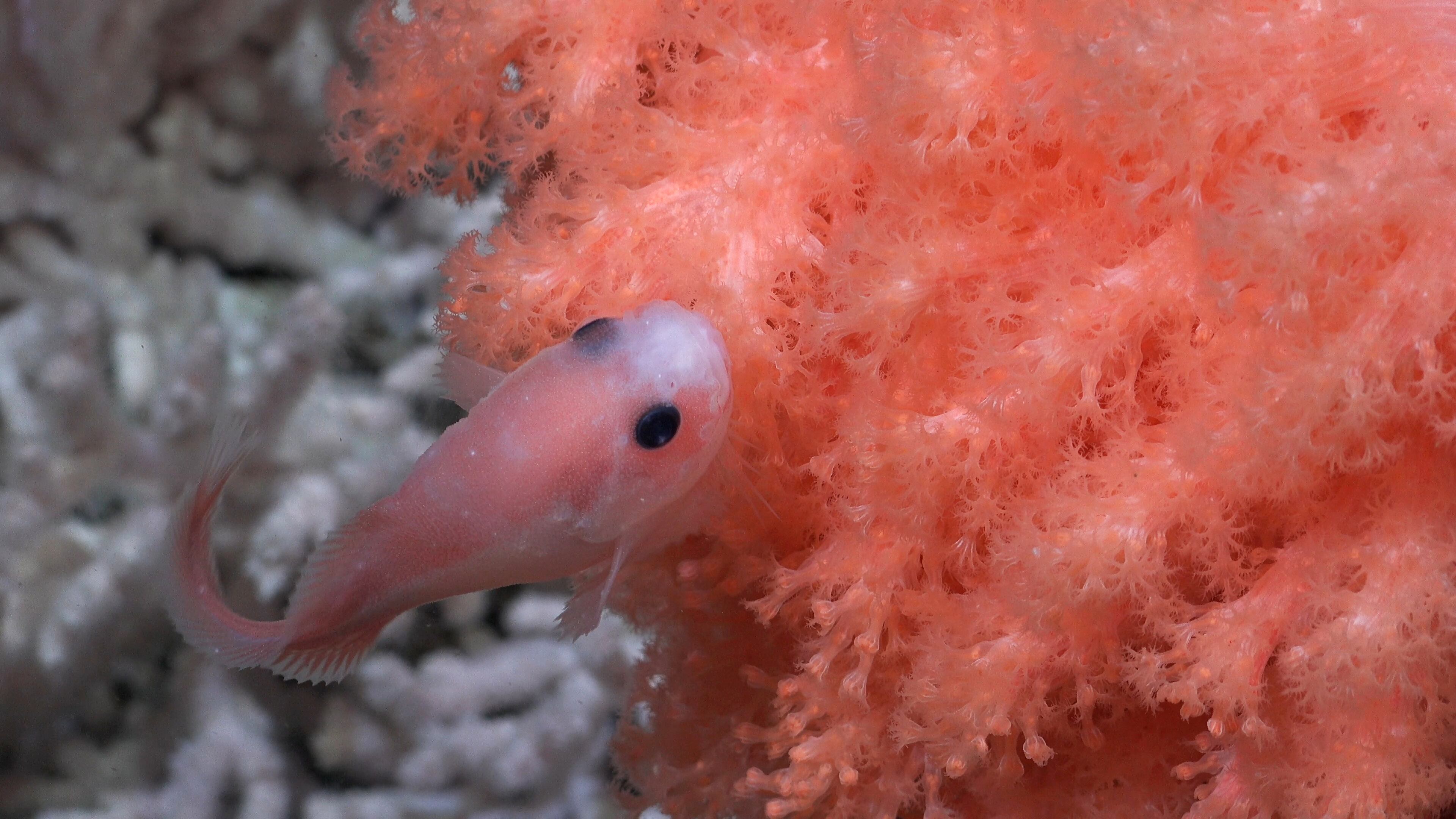 Los llamados peces babosos son la familia Liparidae de peces marinos incluida en el orden Scorpaeniformes, se distribuyen desde el Ártico al Antártico, por todo el Atlántico y Pacífico. (SOI)