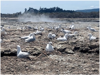 Varias aves de plumaje blanco descansan sobre un suelo rocoso y seco con vapor y vegetación al fondo