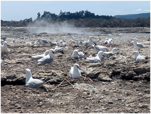 La investigación plantea que el vapor y los gases ricos en azufre podrían ayudar a las aves frente a parásitos y agentes de enfermedades (Gentileza, estudio ¿Utilizan las aves las zonas geotérmicas para eliminar parásitos?, publicado en Ornithology)