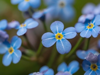 Myosotis Sylvatica