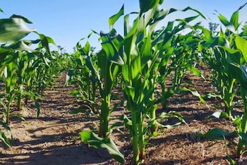 Ensayos demuestran que combinar especies en cultivos de cobertura permite mejorar la disponibilidad de nitrógeno y optimizar la fertilización del maíz