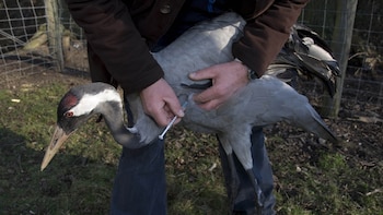 La OMS advirtió que la