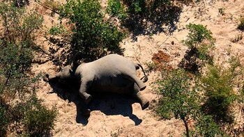 Lugareños manifestaron que han visto