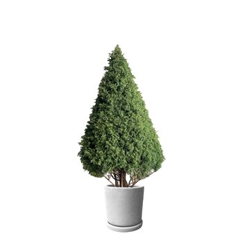 Foto: Plantas a domicilio