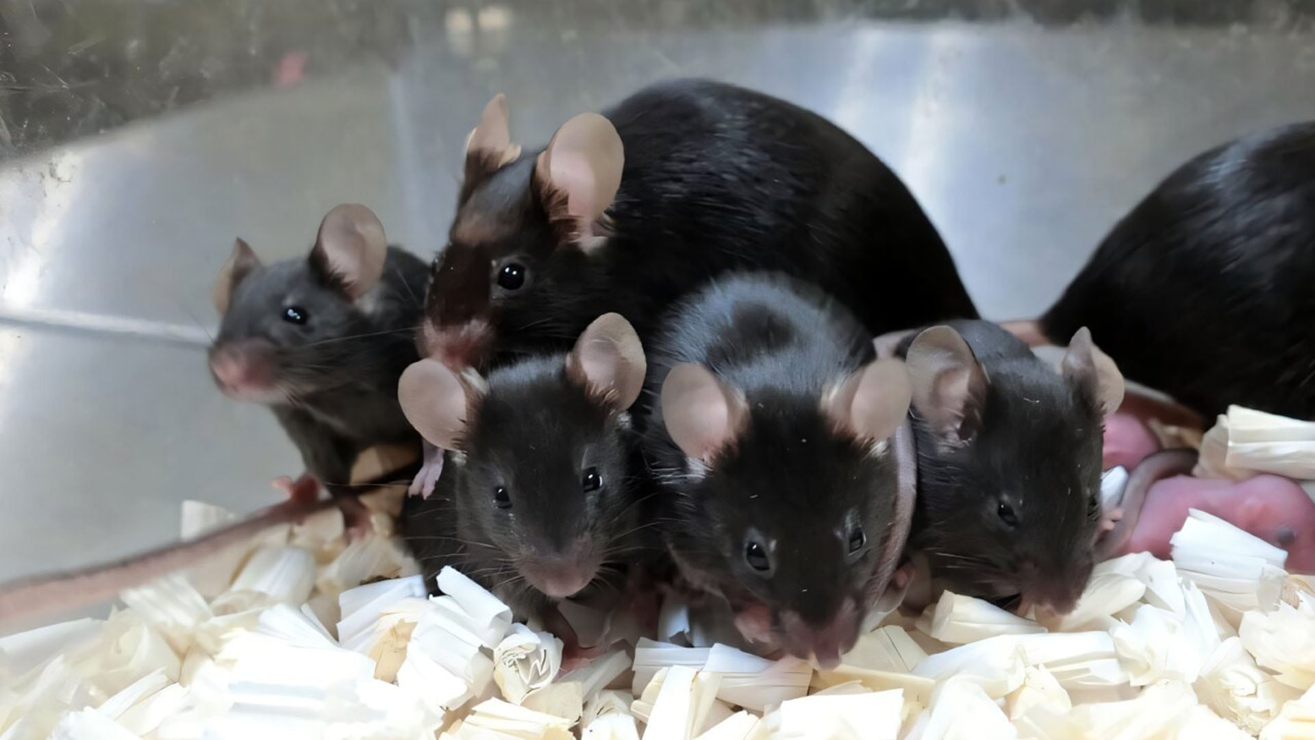 La clonación serial de ratones alcanza su límite tras 58 generaciones debido a la acumulación de mutaciones dañinas en el ADN (Universidad de Yamanashi)