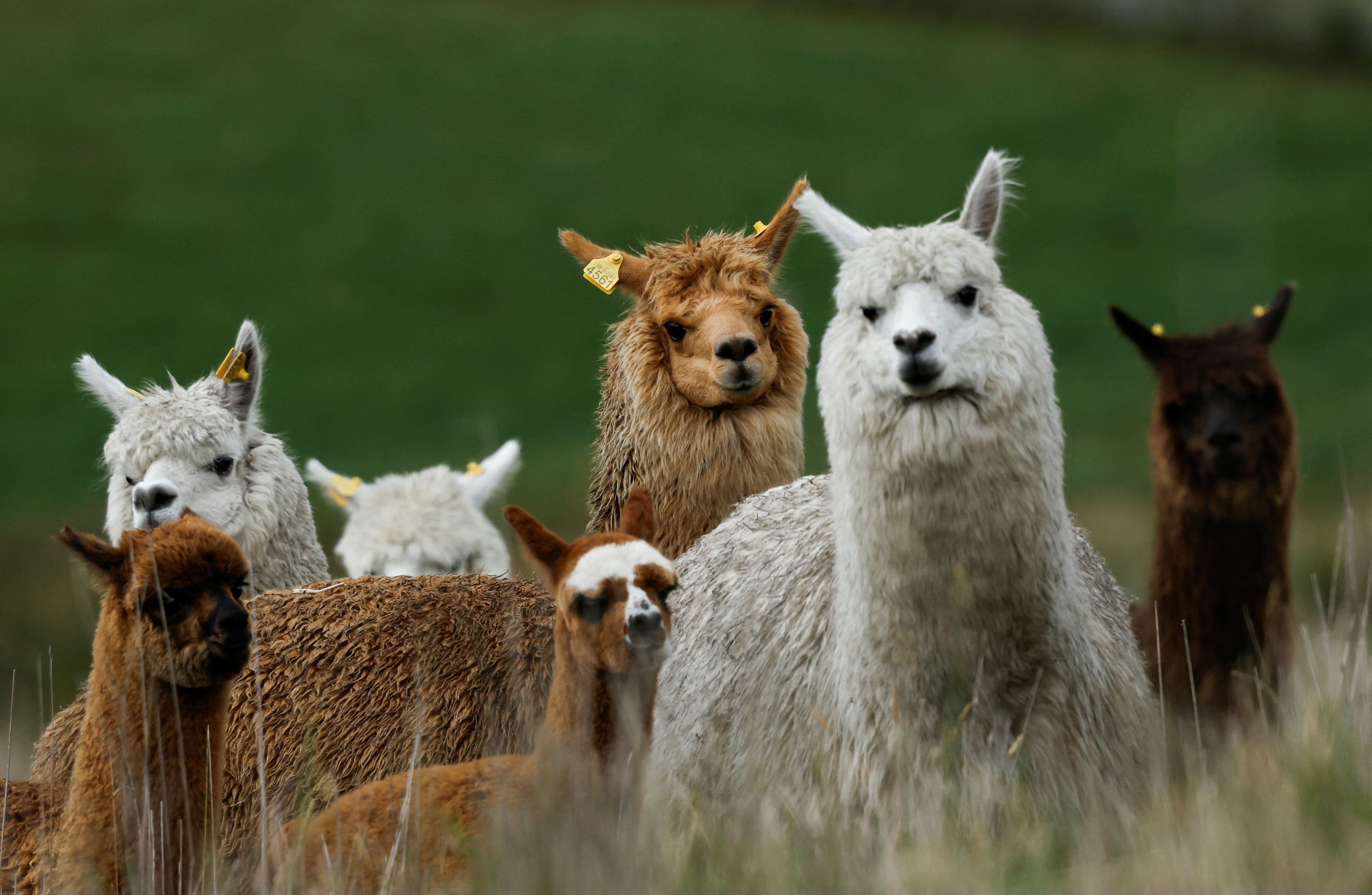 Los nanocuerpos de camélidos podrían llegar a aplicarse en terapias destinadas a enfermedades cerebrales como Alzheimer y esquizofrenia.(Archivo REUTERS/Daniel Becerril)